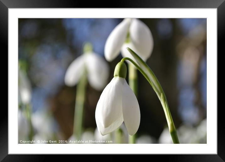 Hodsock Snowdrops Framed Mounted Print by John Gent