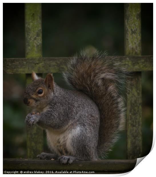 Squirrel eating nuts Print by andrew blakey