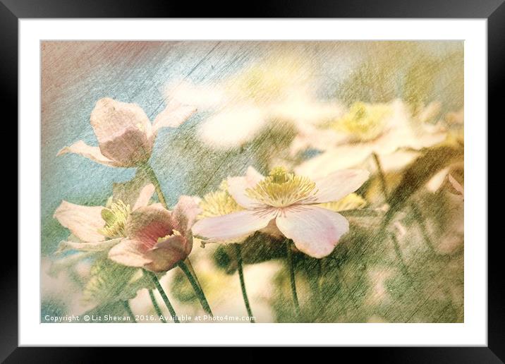 Clematis Pinks and Blues - artsy style Framed Mounted Print by Liz Shewan
