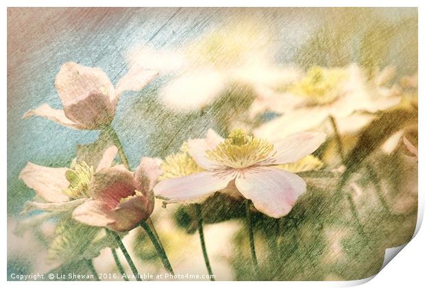 Clematis Pinks and Blues - artsy style Print by Liz Shewan