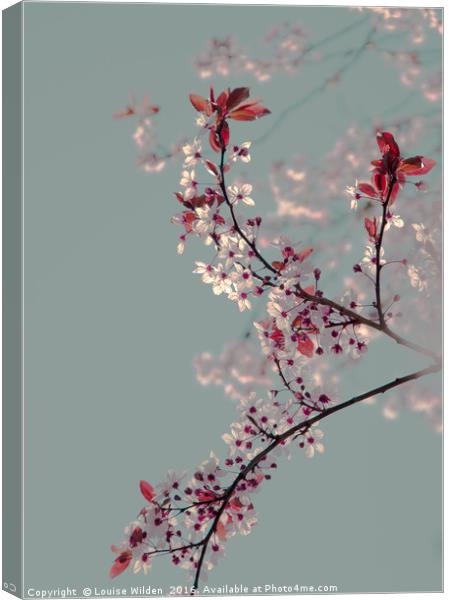 Cherry blossom. Canvas Print by Louise Wilden