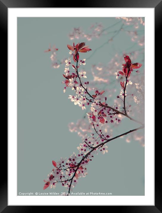 Cherry blossom. Framed Mounted Print by Louise Wilden