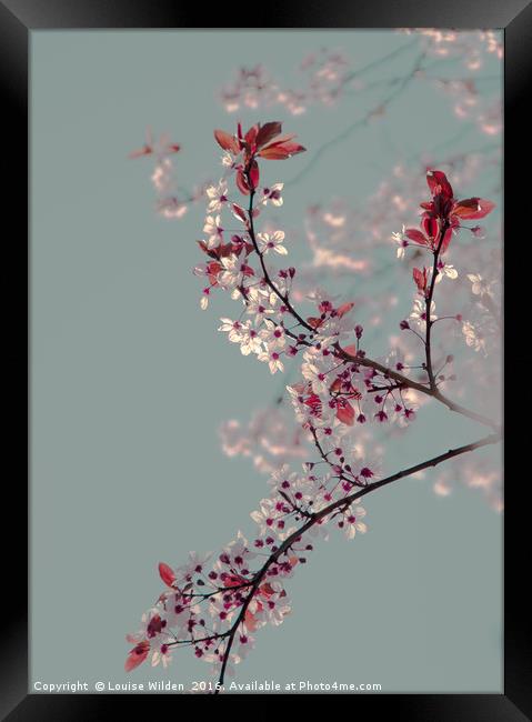 Cherry blossom. Framed Print by Louise Wilden