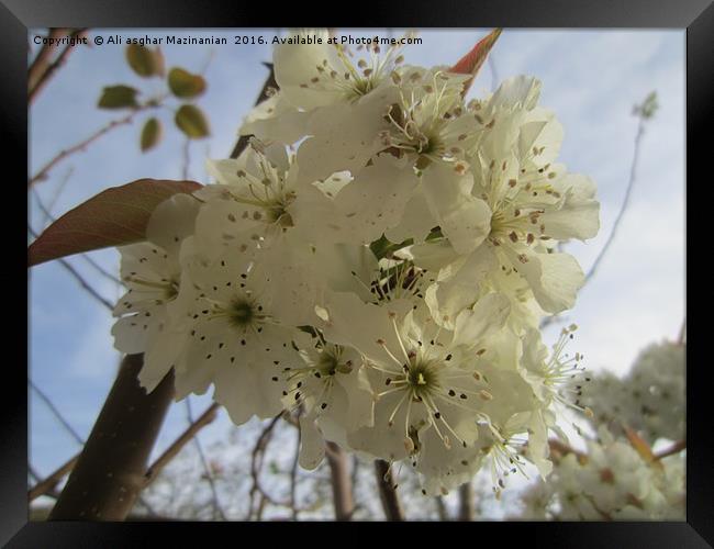 Spring cherry blossoms,                            Framed Print by Ali asghar Mazinanian