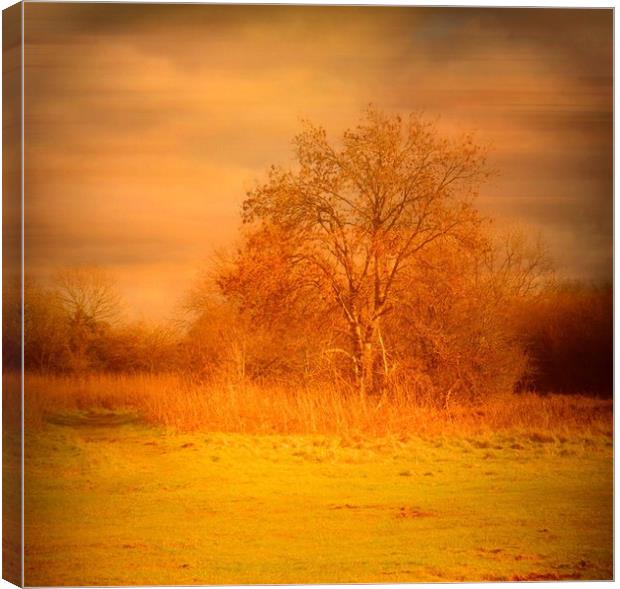 Lone Tree - Felton Common. Canvas Print by Heather Goodwin