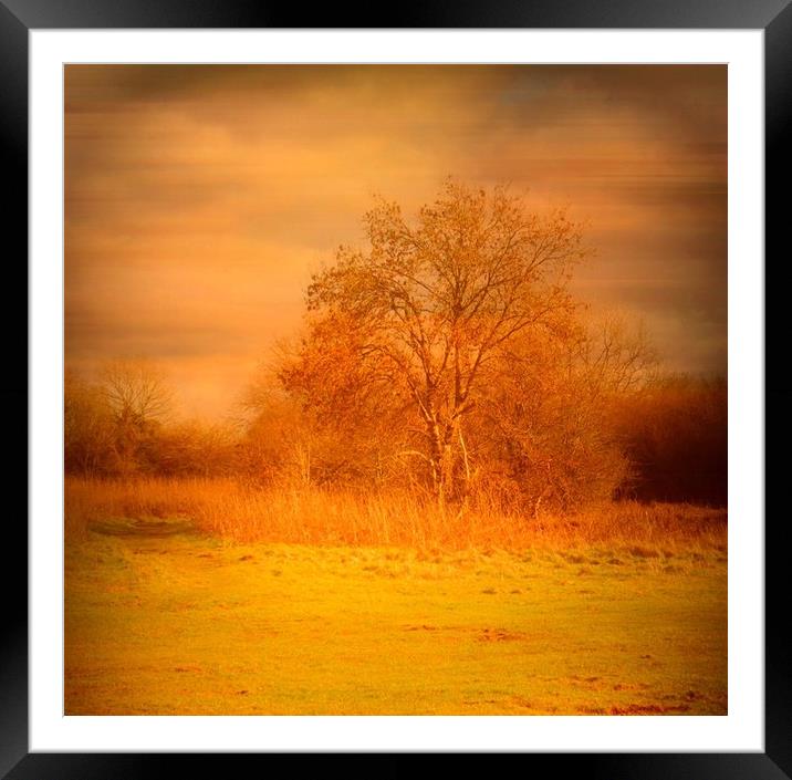 Lone Tree - Felton Common. Framed Mounted Print by Heather Goodwin
