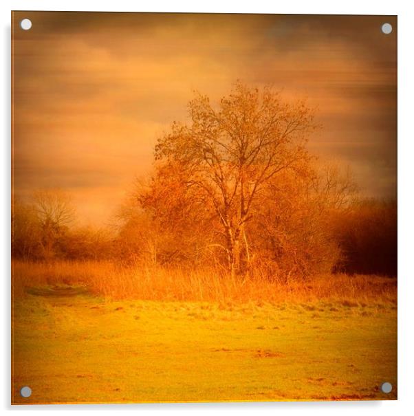 Lone Tree - Felton Common. Acrylic by Heather Goodwin