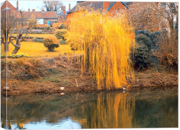 weeping willow Canvas Print by paul ratcliffe