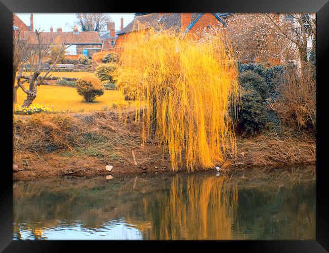 weeping willow Framed Print by paul ratcliffe
