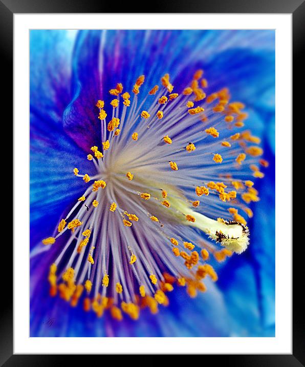 Blue Himalayan Poppy. Framed Mounted Print by Aj’s Images