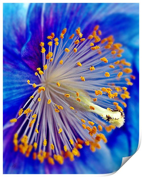 Blue Himalayan Poppy. Print by Aj’s Images