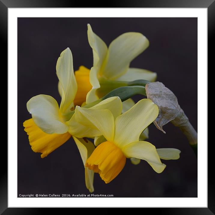 SPRING                                     Framed Mounted Print by Helen Cullens