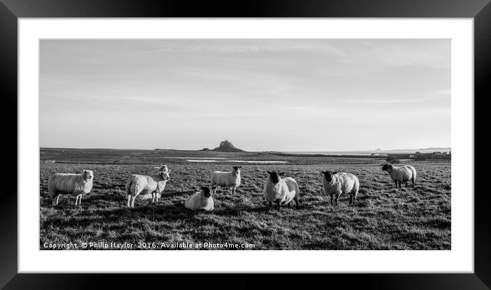 Holy Sheep........... Framed Mounted Print by Naylor's Photography