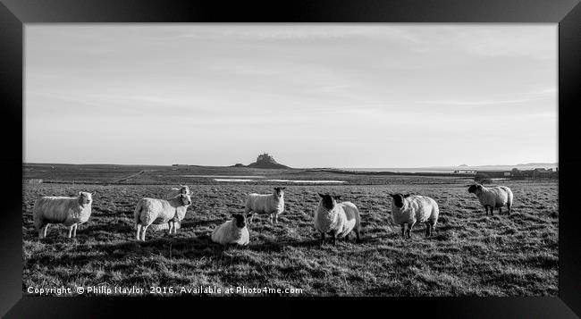 Holy Sheep........... Framed Print by Naylor's Photography