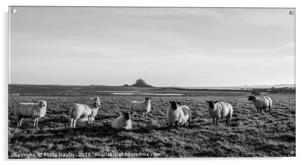 Holy Sheep........... Acrylic by Naylor's Photography