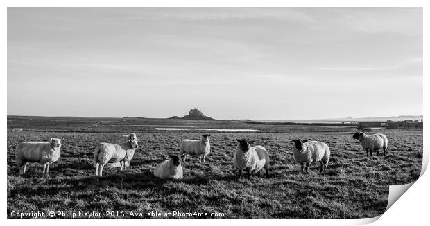 Holy Sheep........... Print by Naylor's Photography
