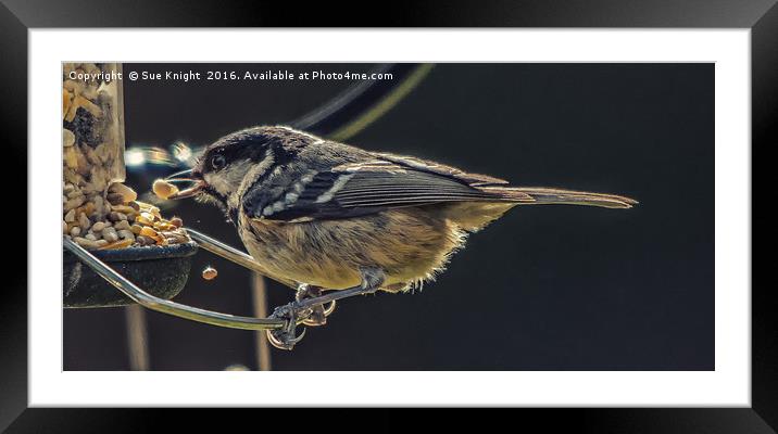 Portrait of a Coal Tit Framed Mounted Print by Sue Knight