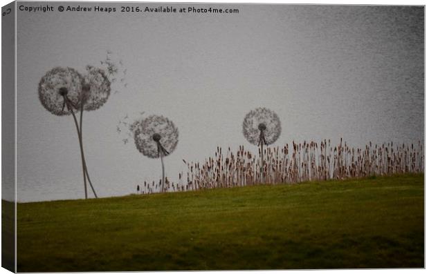 Dandelion Clocks Canvas Print by Andrew Heaps