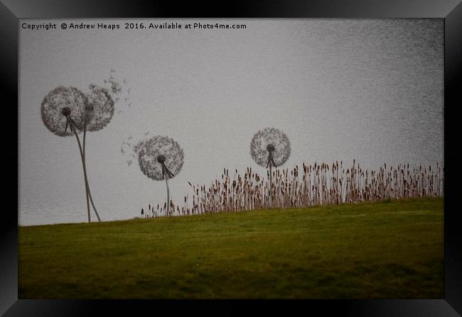 Dandelion Clocks Framed Print by Andrew Heaps