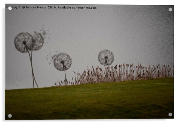 Dandelion Clocks Acrylic by Andrew Heaps