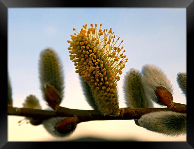 catkins Framed Print by paul ratcliffe
