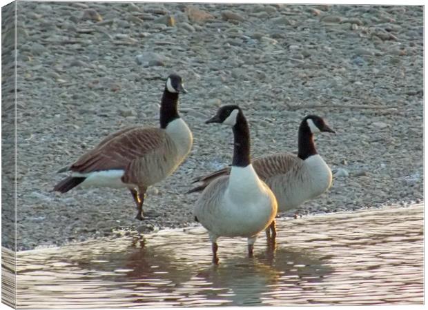 canadian geese Canvas Print by paul ratcliffe