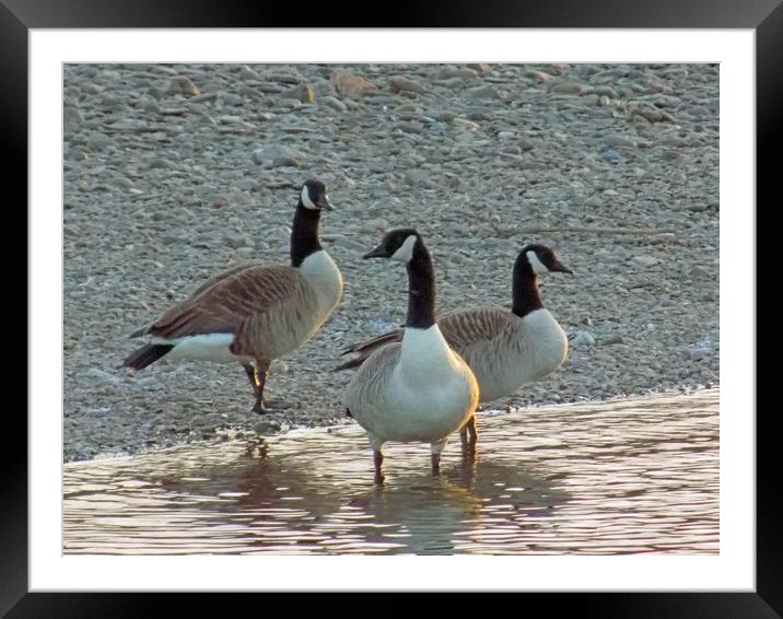 canadian geese Framed Mounted Print by paul ratcliffe