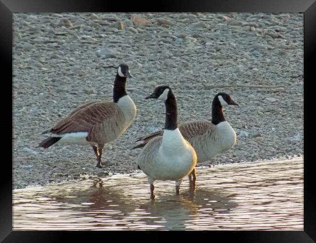 canadian geese Framed Print by paul ratcliffe