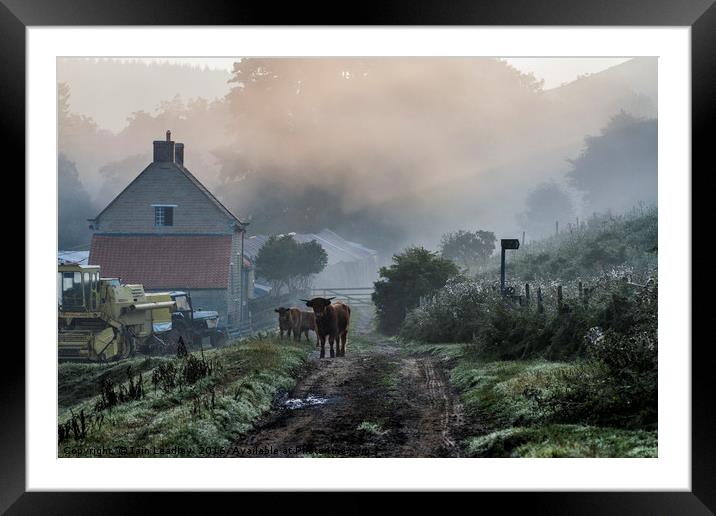 Woolly beasts at dawn Framed Mounted Print by Iain Leadley