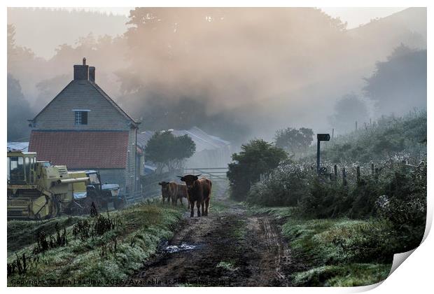 Woolly beasts at dawn Print by Iain Leadley