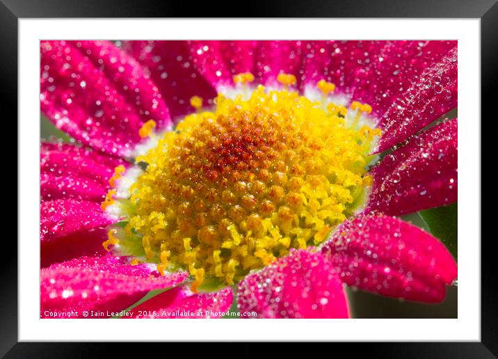Glittering Cosmos Framed Mounted Print by Iain Leadley