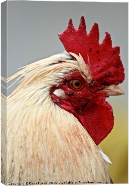 Focussed Rooster Canvas Print by Dave Eyres