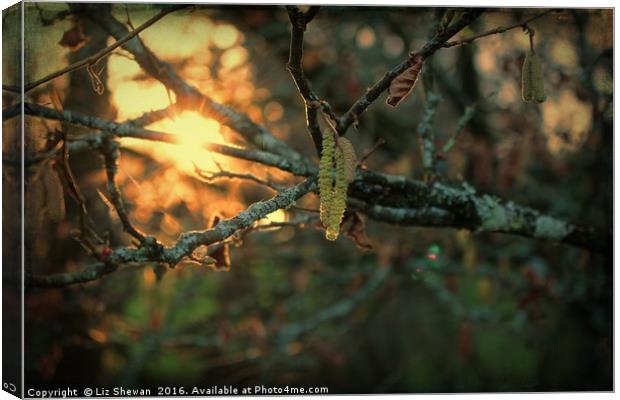 Sunsets and Catkins - Spring is in the Air! Canvas Print by Liz Shewan