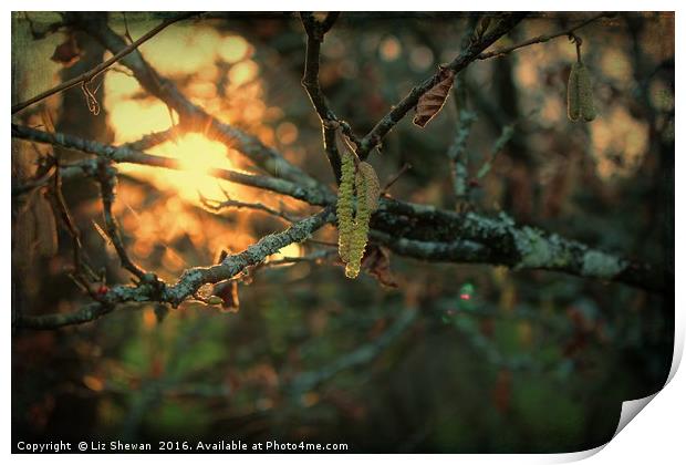 Sunsets and Catkins - Spring is in the Air! Print by Liz Shewan