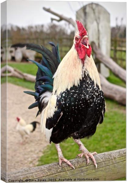 Rooster Crowing Canvas Print by Dave Eyres