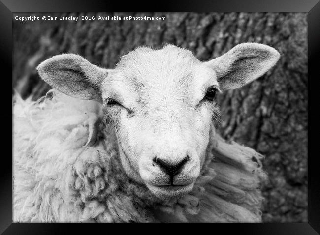 Nosey Sheep Framed Print by Iain Leadley