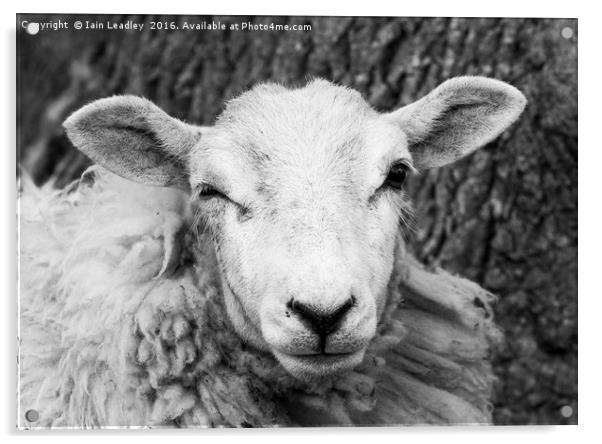 Nosey Sheep Acrylic by Iain Leadley