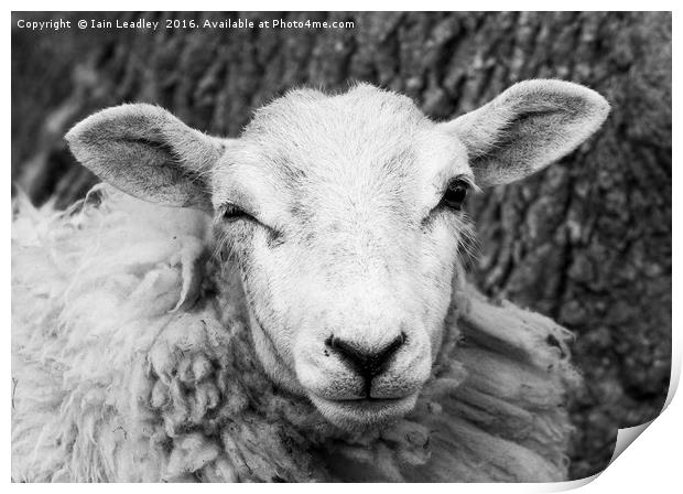 Nosey Sheep Print by Iain Leadley