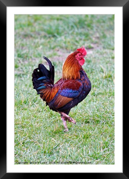 Cockerel Waltz Framed Mounted Print by Dave Eyres