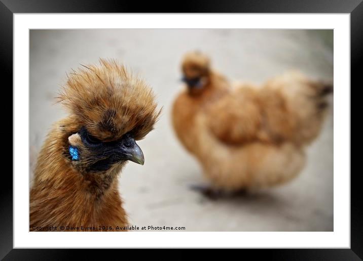 Silkie Chicken Framed Mounted Print by Dave Eyres