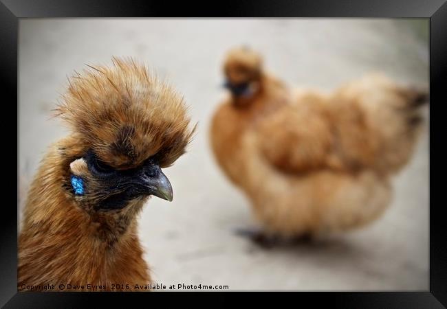 Silkie Chicken Framed Print by Dave Eyres