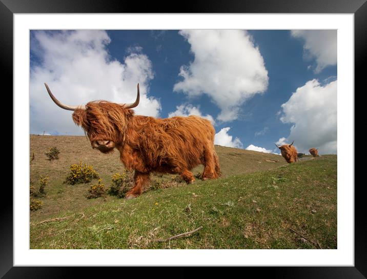 Woolly beasts Framed Mounted Print by Iain Leadley