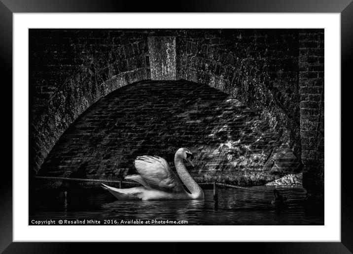 Swan Bridge Framed Mounted Print by Rosalind White