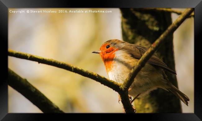 The Thoughtful Robin Framed Print by Stewart Nicolaou