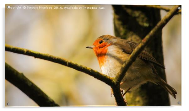 The Thoughtful Robin Acrylic by Stewart Nicolaou