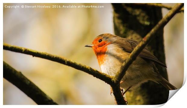 The Thoughtful Robin Print by Stewart Nicolaou