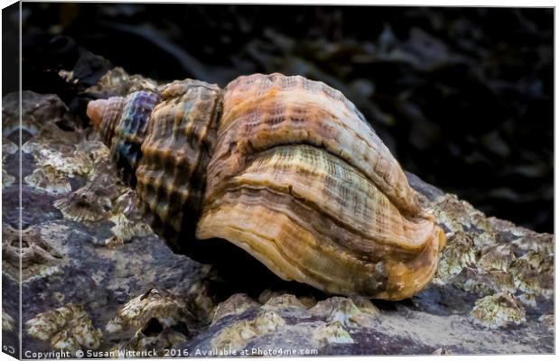 The Whelk Canvas Print by Susan Witterick
