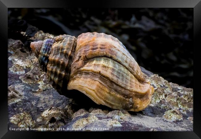 The Whelk Framed Print by Susan Witterick