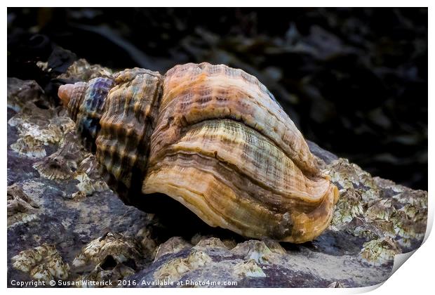 The Whelk Print by Susan Witterick