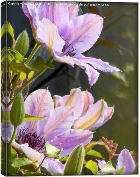 "CLEMATIS IN THE SUNSHINE" Canvas Print by ROS RIDLEY